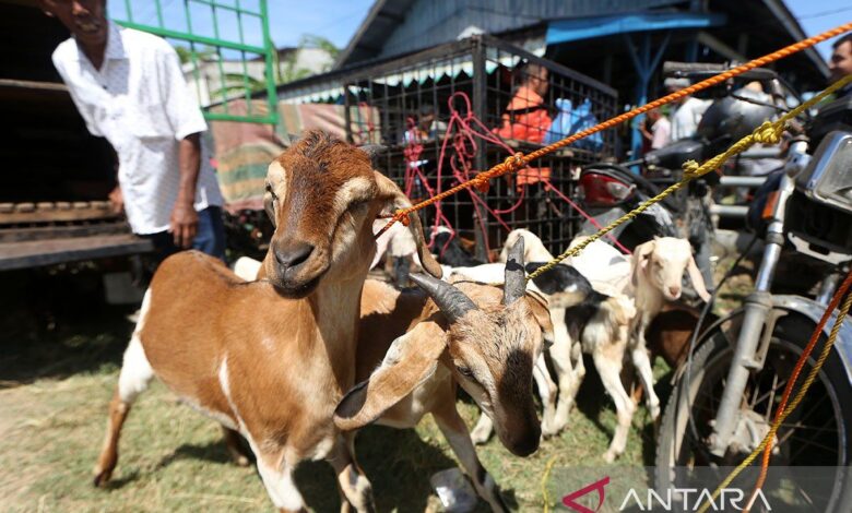 Idul Adha 2025, kurban kambing atau patungan sapi, mana tambahan banyak utama?